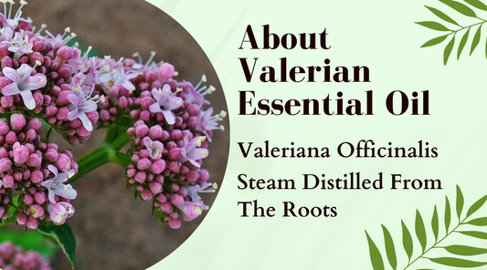 Unleash the Power of Valerian: A Guide to Essential Oil Usage