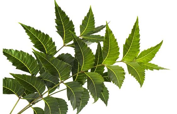Neem Carrier Oil