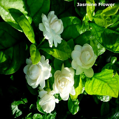 Jasmine Perfume Oil