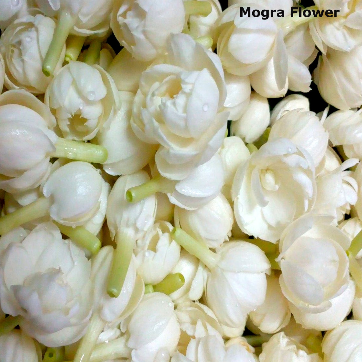 Mogra Perfume Oil