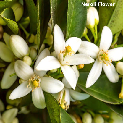 Neroli Fragrance Oil